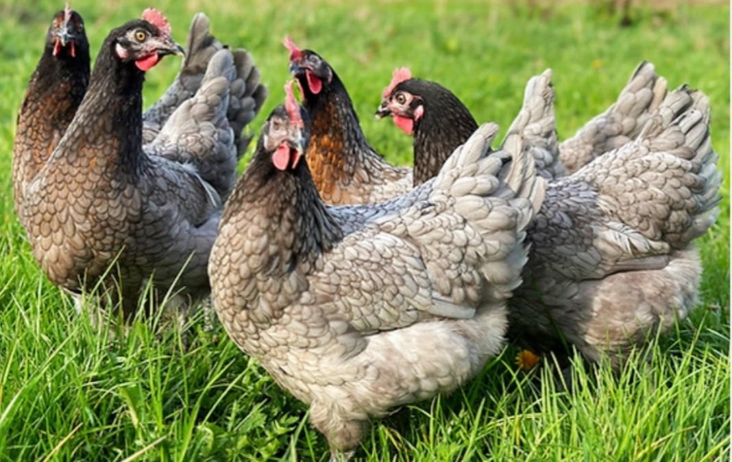 Opendeurdagen Moerbeeks kippenbedrijf 2025