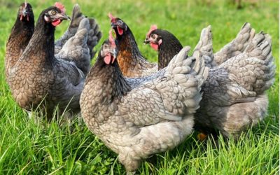 Opendeurdagen Moerbeeks kippenbedrijf 2025