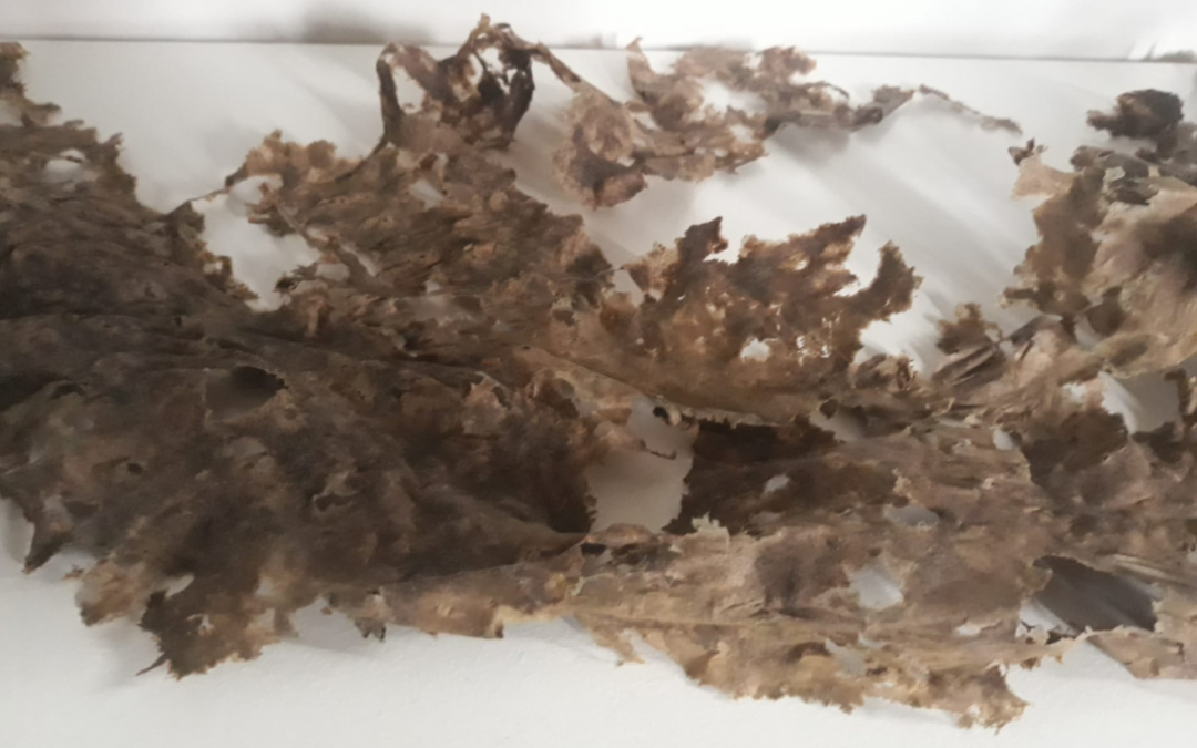 Research & Development: Fruitleder